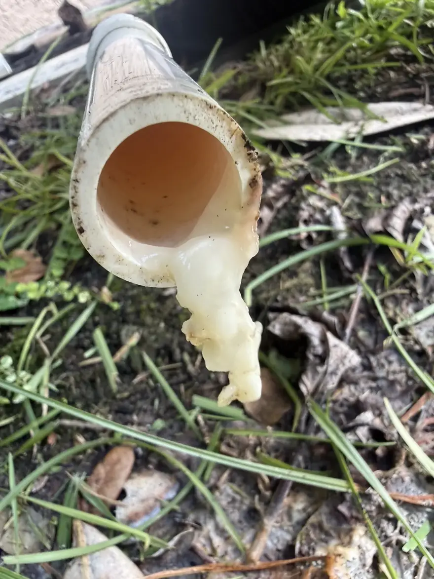 Algae clog flushed from an AC condensate drain line