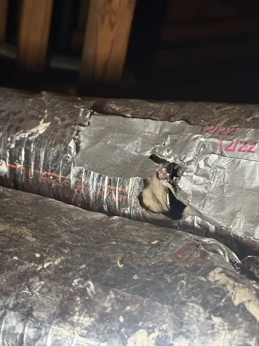 Torn attic flex duct leaking conditioned air into the attic